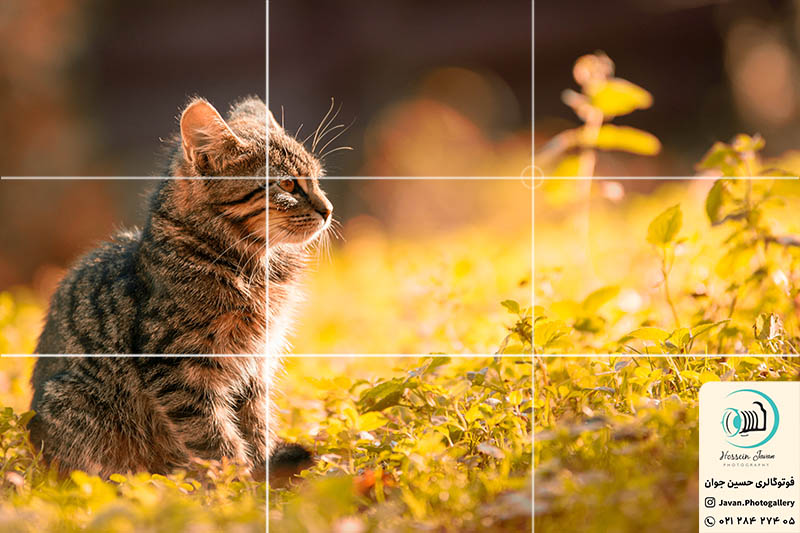 عکاسی از گربه با قانون یک سوم